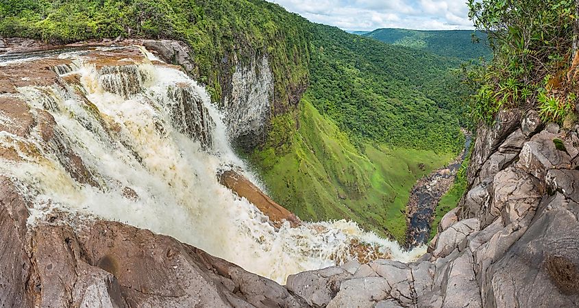 Guyana forest