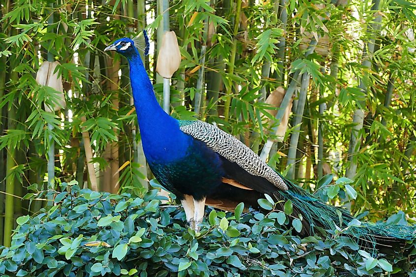 Beautiful peacock walking around at Los Angeles County Arboretum And Botanic Garden