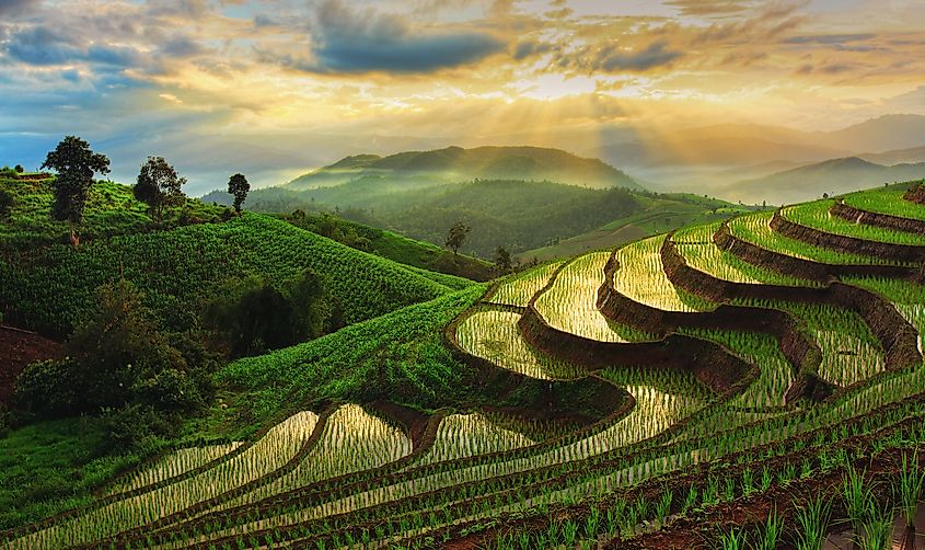 Terrace Farming Drawing