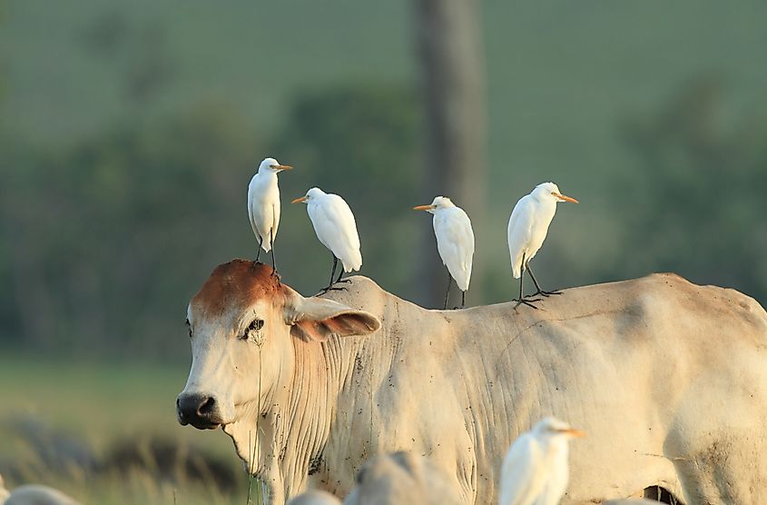 Examples Of Commensalism In Nature WorldAtlas