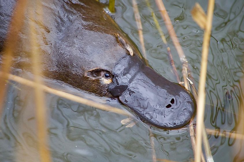 10 Ancient Animals That Still Live Today - WorldAtlas 10 Ancient Animals That Still Live Today - WorldAtlas