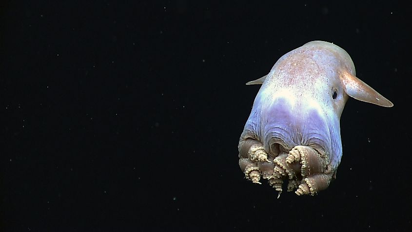 deep-sea octopus
