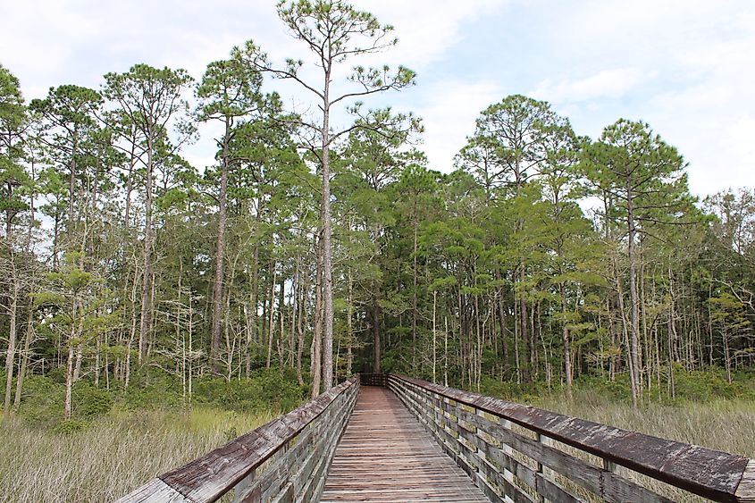 Landscape at the Tarkiln Bayou State Park, Florida.