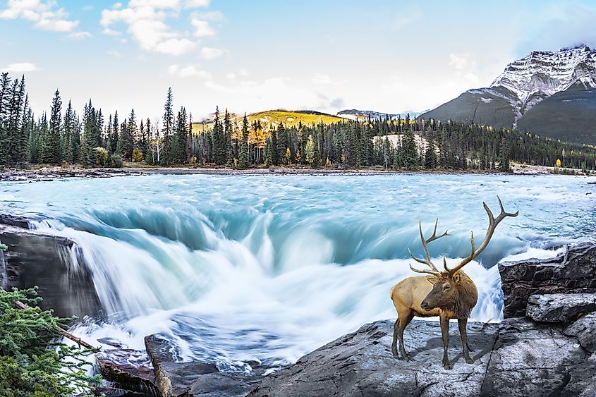 Athabasca Falls