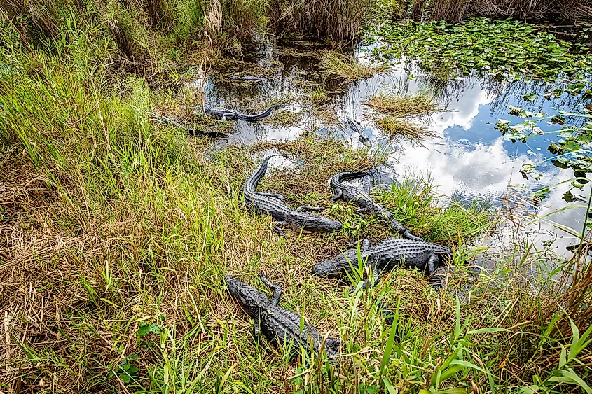 Royal Palm State Park