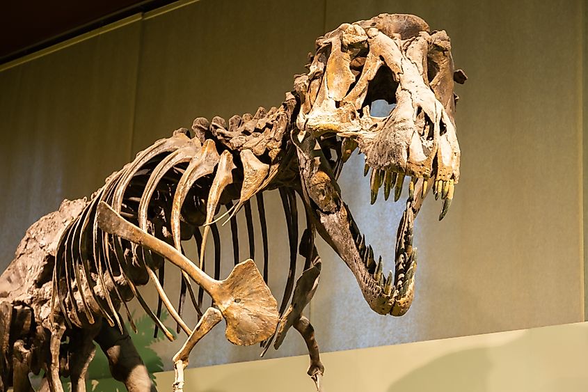 Tyrannosaurus rex skeleton on display in a Milan museum