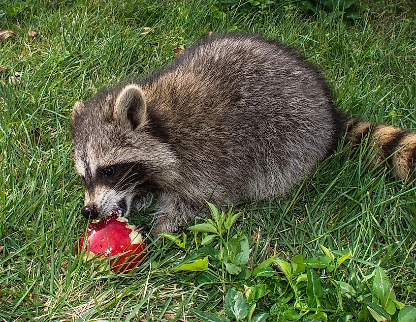 raccoon eating apple