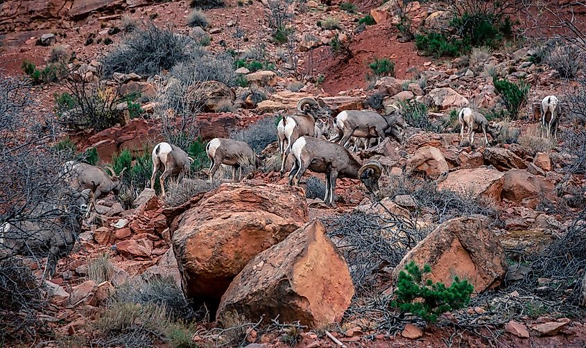 Bighorn Sheep Abound at Colorado National Monument, Colorado