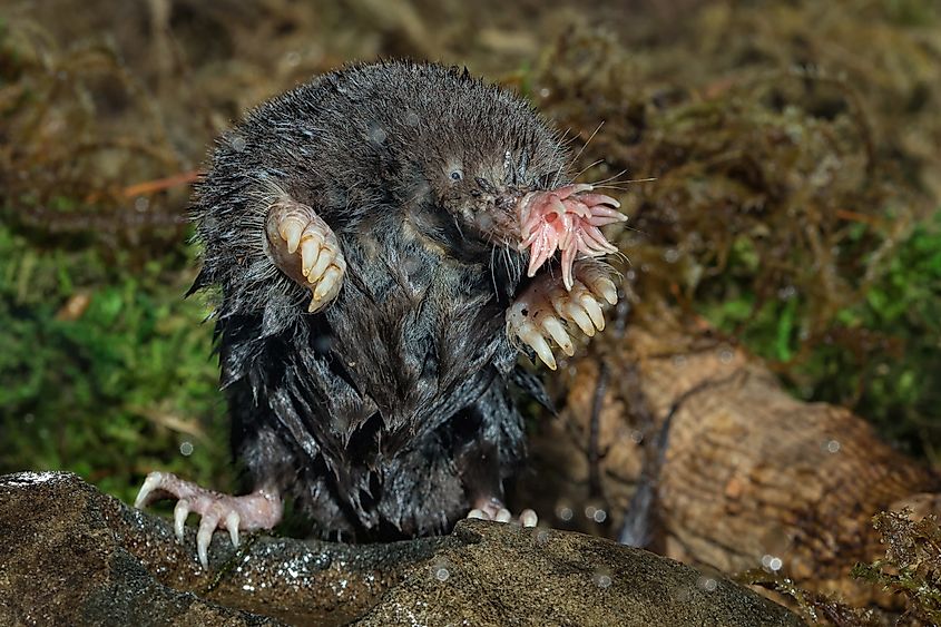 A star nosed mole standing on a rock.