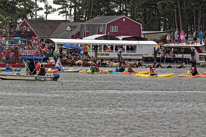 Wild ponies swim to Chincoteague Island from Assateague Island. This is an annual event to raise money for the Volunteer Fire Company, via Delmas Lehman / Shutterstock.com