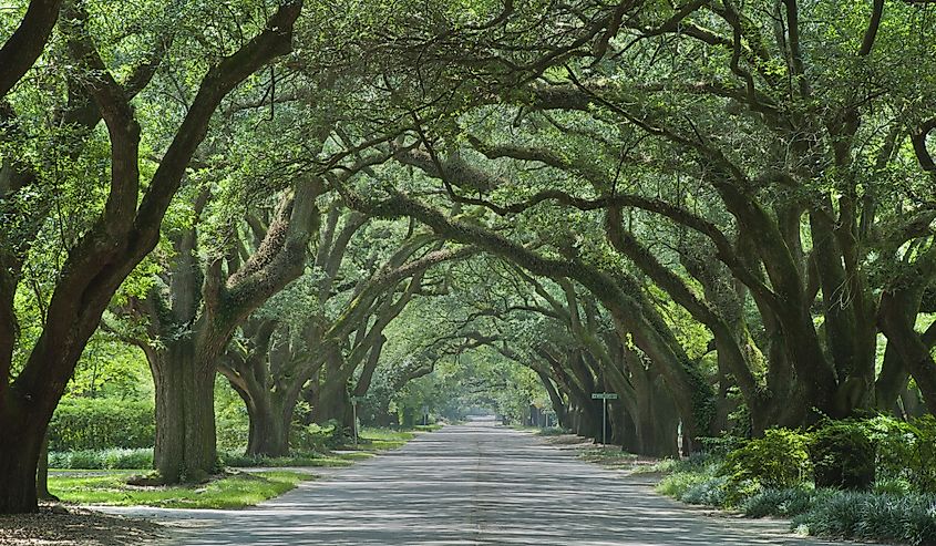 Oak canopied South Boundary Street in Aiken, South Carolina.