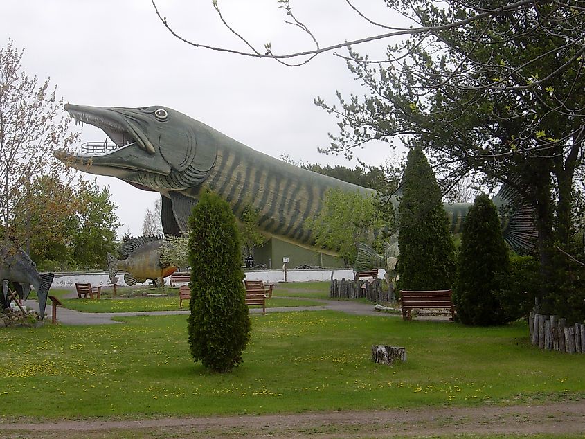 A fish statue at the National Freshwater Fishing Hall of Fame in Hayward, Wisconsin.