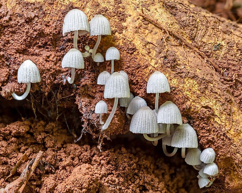 (Fairy Inkcaps) growing on the underside of an upturned tree - Lamington National Park, QLD, Australia