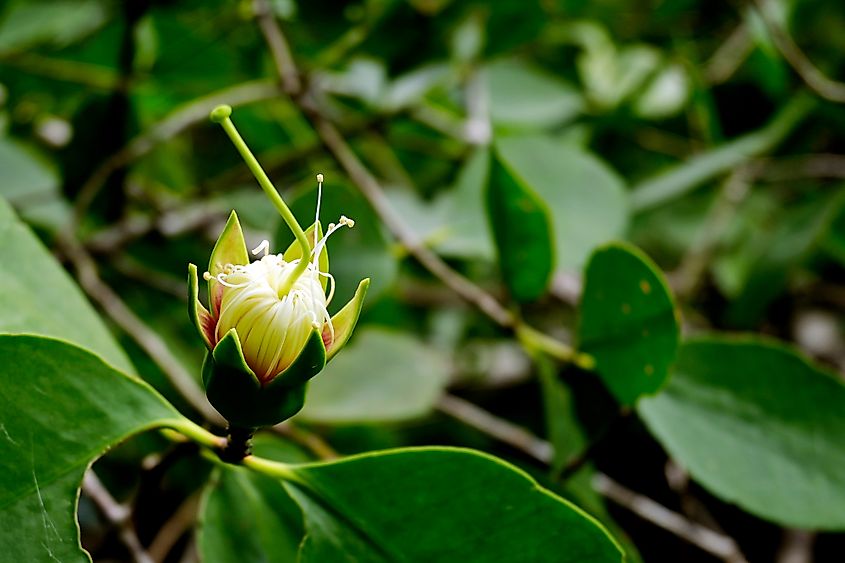 Mangrove flower