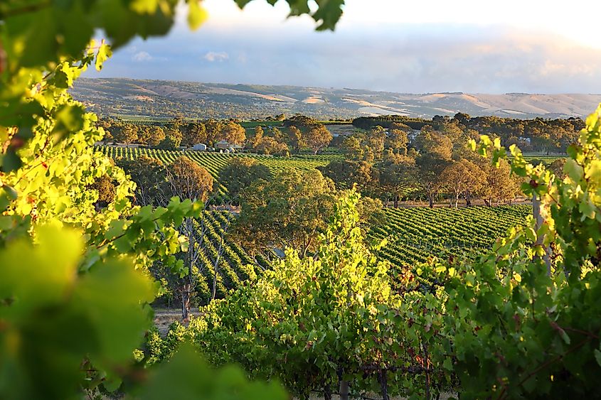 McLaren Vale, South Australia Wine region.