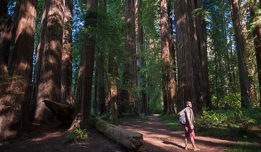 A man hiking in the woods of Jedediah Smith Campground in redwoods