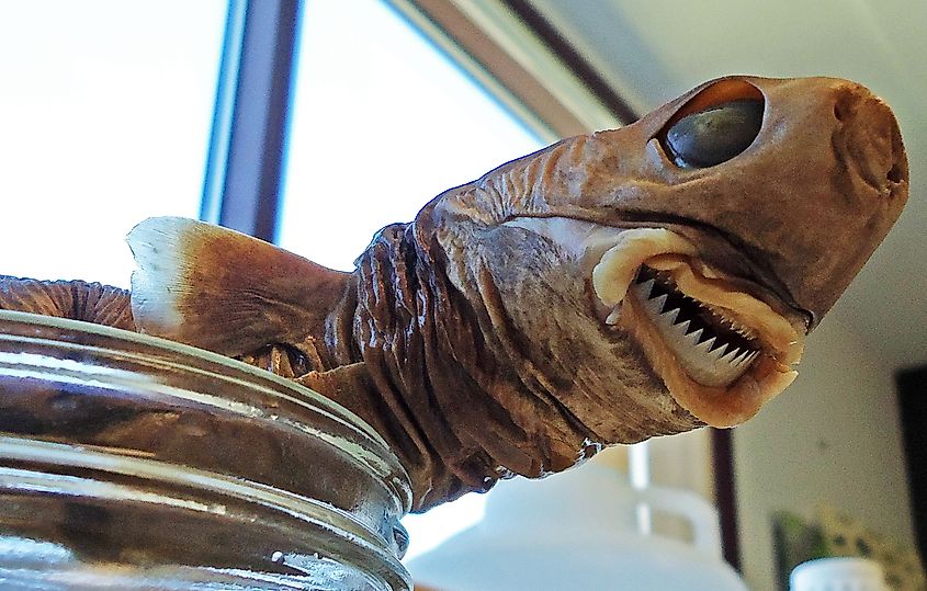 Head of a Cookiecutter Shark. 