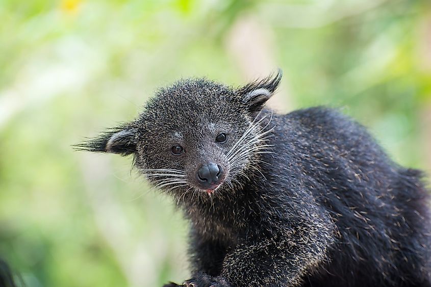 Animals Native to China - WorldAtlas Animals Native to China - WorldAtlas