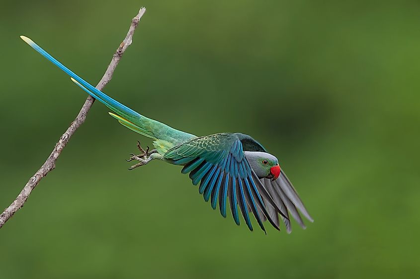 The blue-winged parakeet, also known as the Malabar parakeet (Psittacula columboides) is a species of parakeet endemic to the Western Ghats of southern India. 