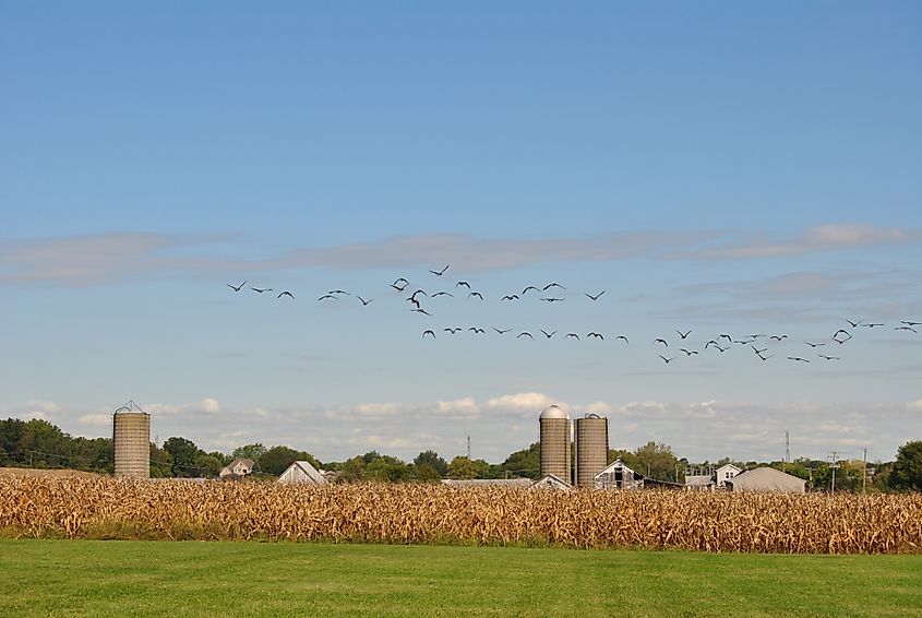 Large flock of geese flying over a corn farm with silos in the background in Homer Glen, Illinois