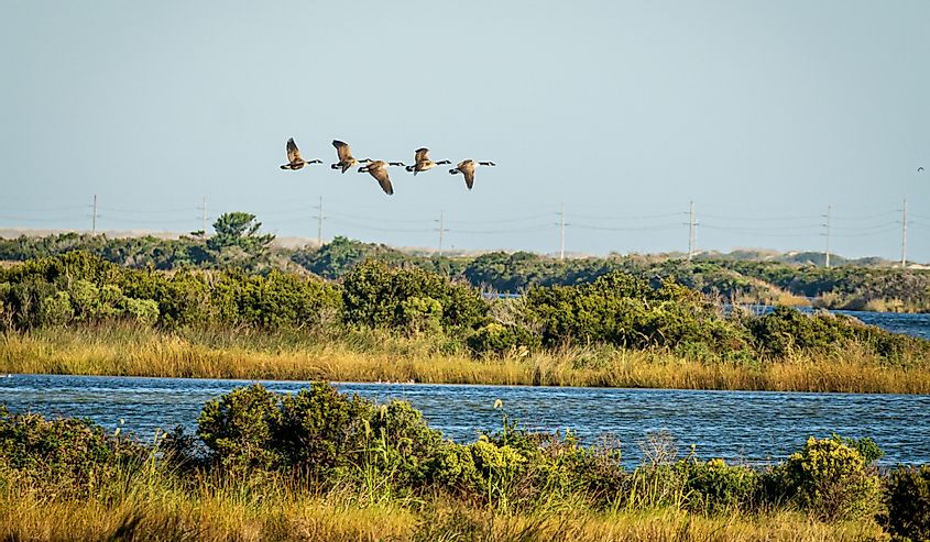 Geese Fly Over Pea Island National Wildlife Refuge in Autumn