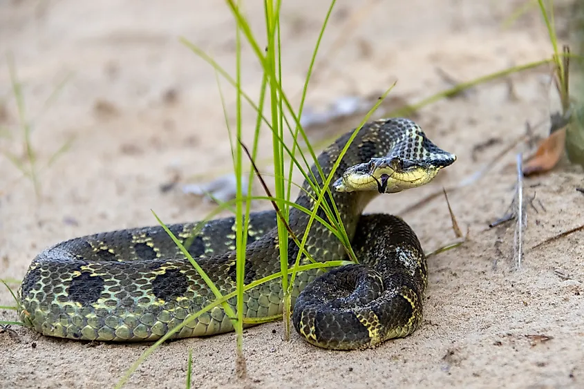 An Eastern Hog-nosed snake along the riverbank.