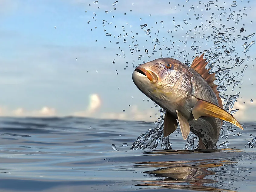 A sizeable fish fish leaping out of the water, spraying droplets in every direction in the process 