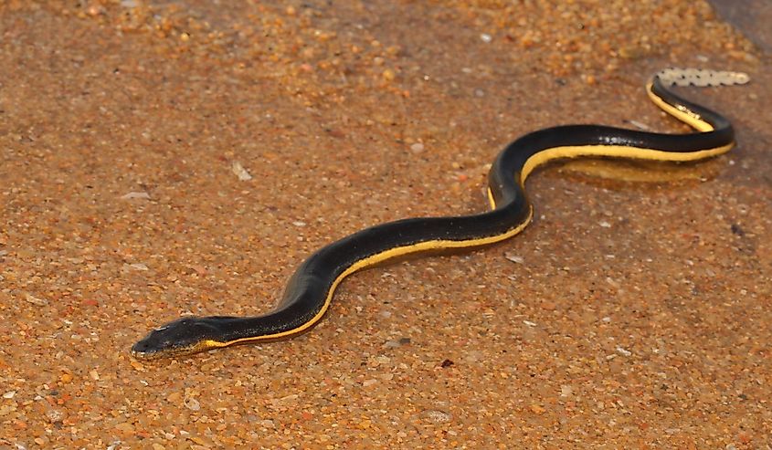 Venomous Yellow bellied Sea Snake