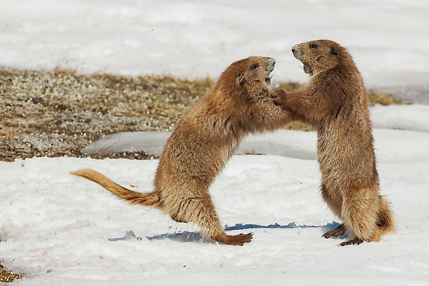 Olympic marmot