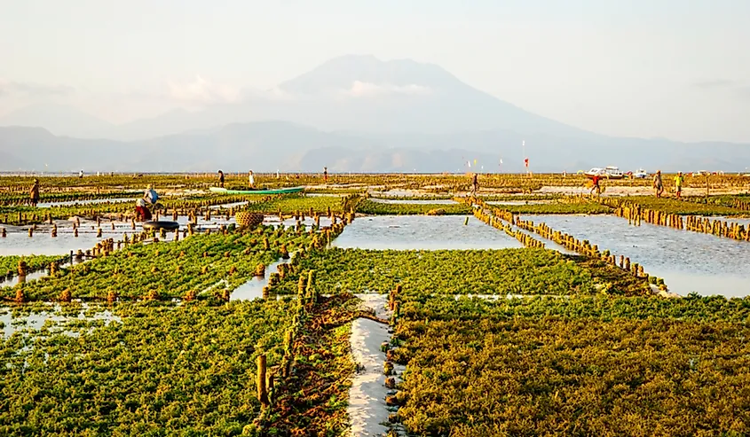 What Is The Economic Importance Of Algae Worldatlas