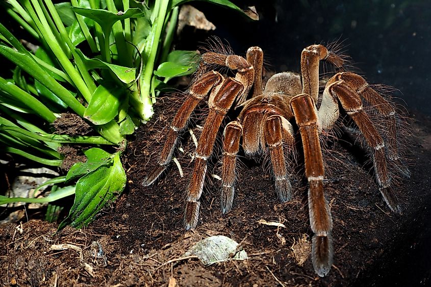 Burgundy Goliath Birdeater (Theraphosa stirmi)