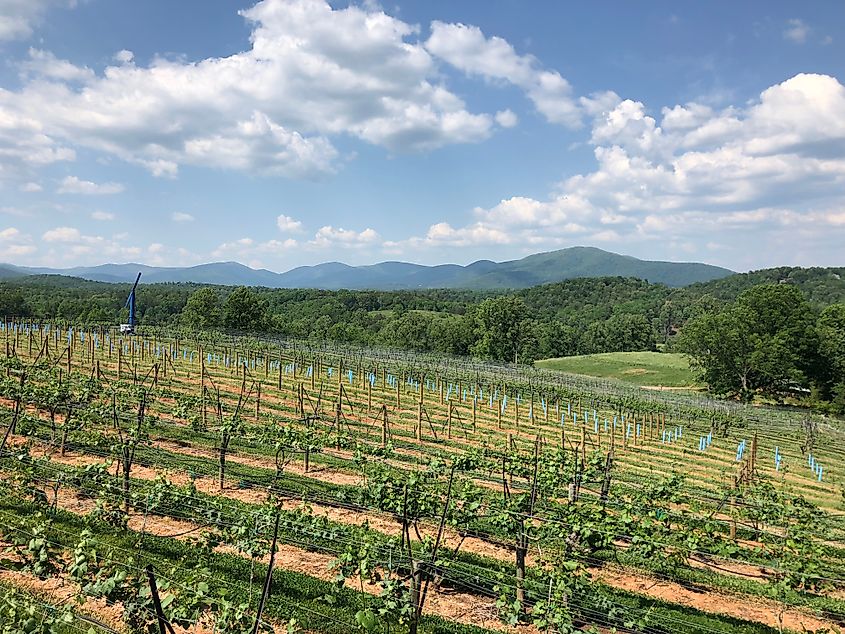 A vineyard near Dahlonega in Georgia.