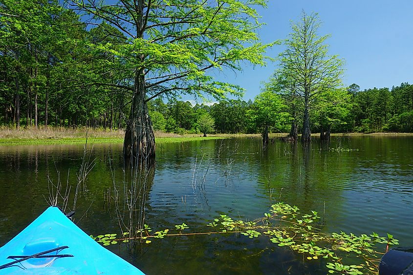 Conecuh National Forest