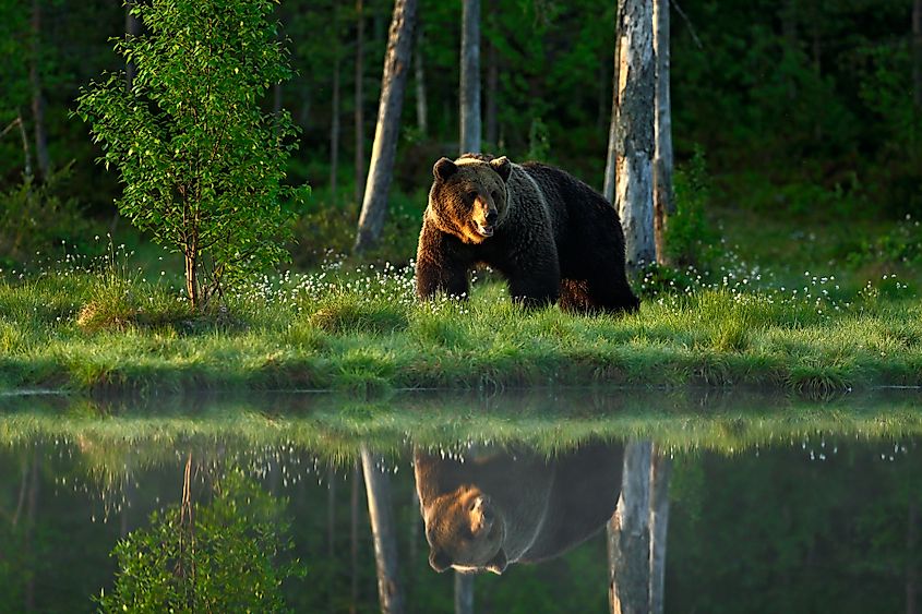 A brown bear in a taiga forest in Europe.
