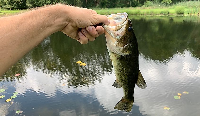 person holding largemouth bass with lake in the background