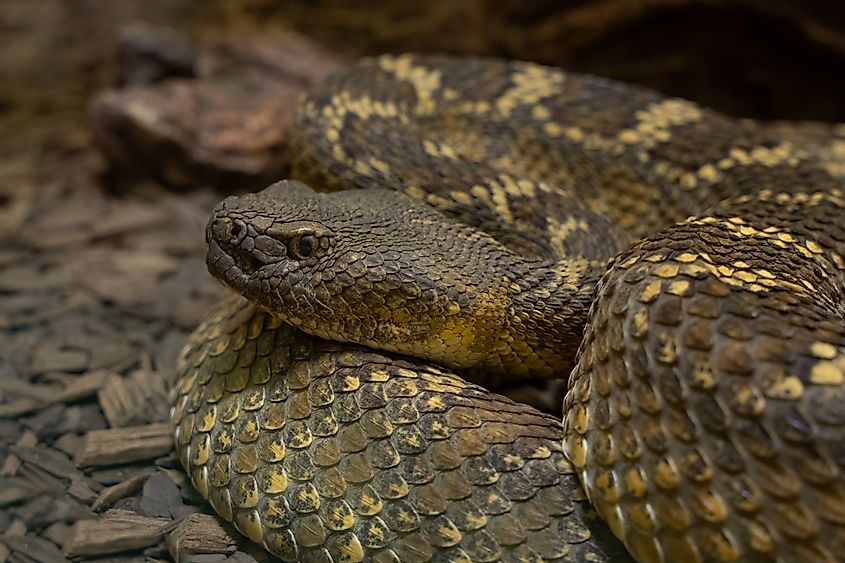 Mojave rattlesnake coiled beneath a large rock.