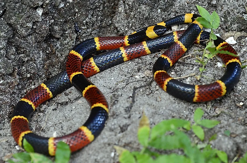 An eastern coral snake (Micrurus fulvius)