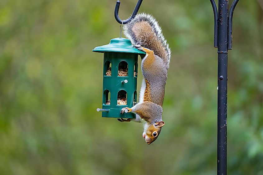 An Eastern gray squirrel attempting to steal food from a bird feeder.