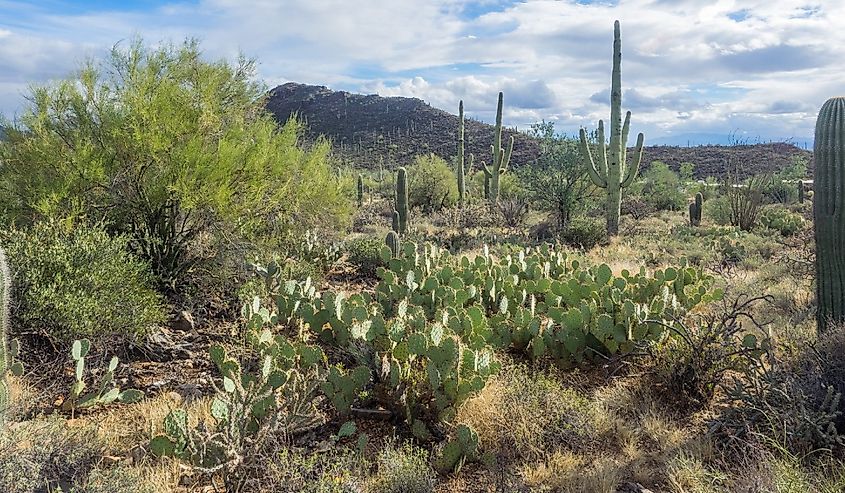 Looking out over the Arizona-Sonora Desert Museum