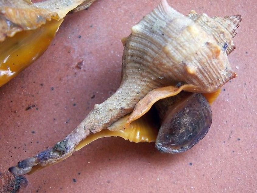 A close up of a purple sea snail, Bolinus brandaris.