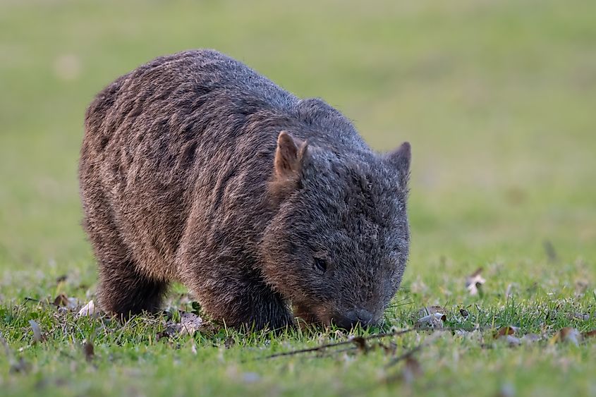 Common wombat (Vombatus ursinus), NSW, Australia. Via Shutterstock / Alex Cooper Photography.