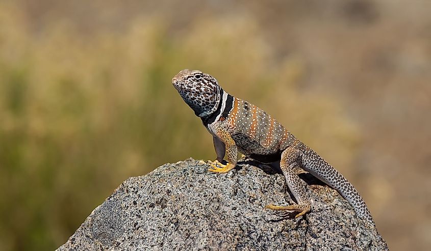 Great Basin Collared Lizard