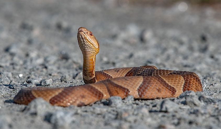 A closeup shot of a copperhead snake laying on dirt