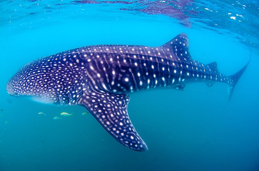 Whale shark swimming with its mouth open