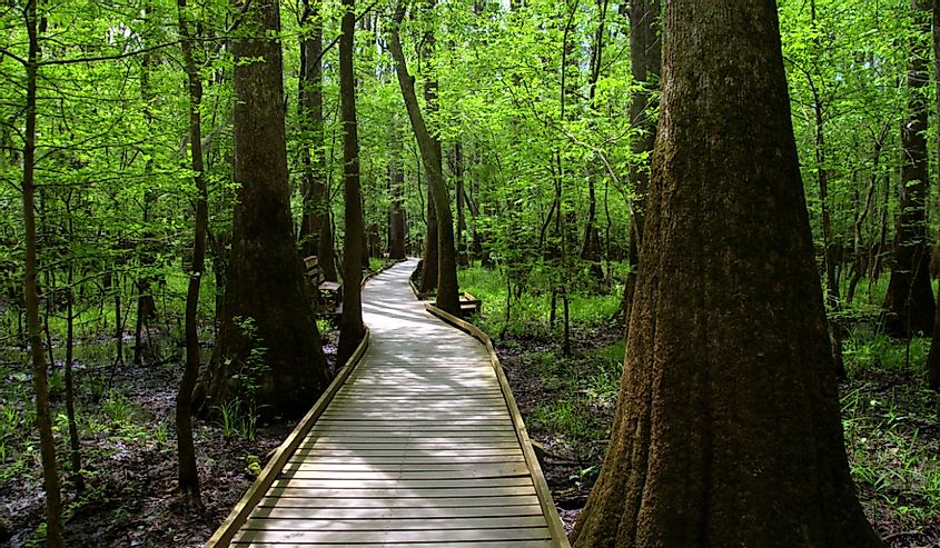 Path leading through the woods of the ancient moss covered Bald Cypress Trees at Congaree National Forest in South Carolina