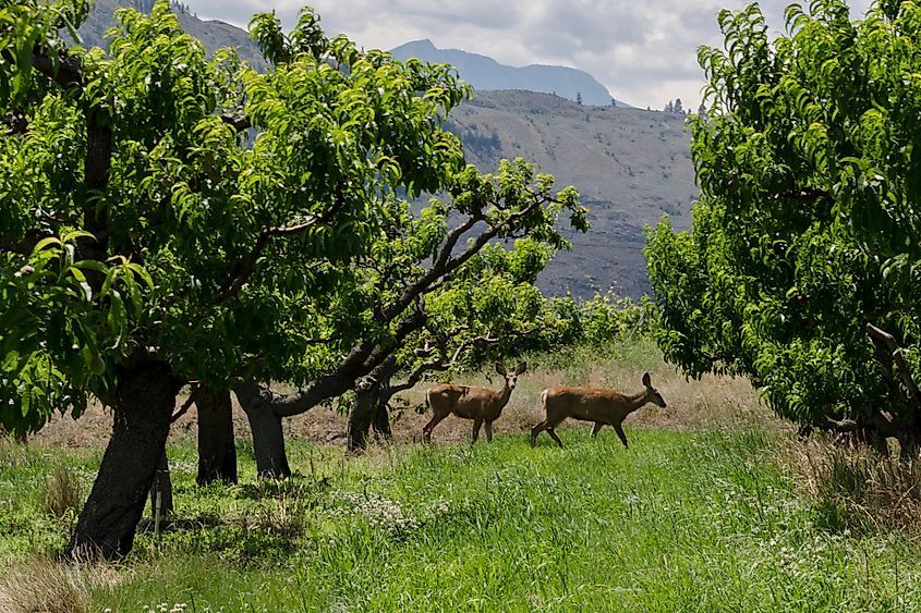 Okanagan Valley