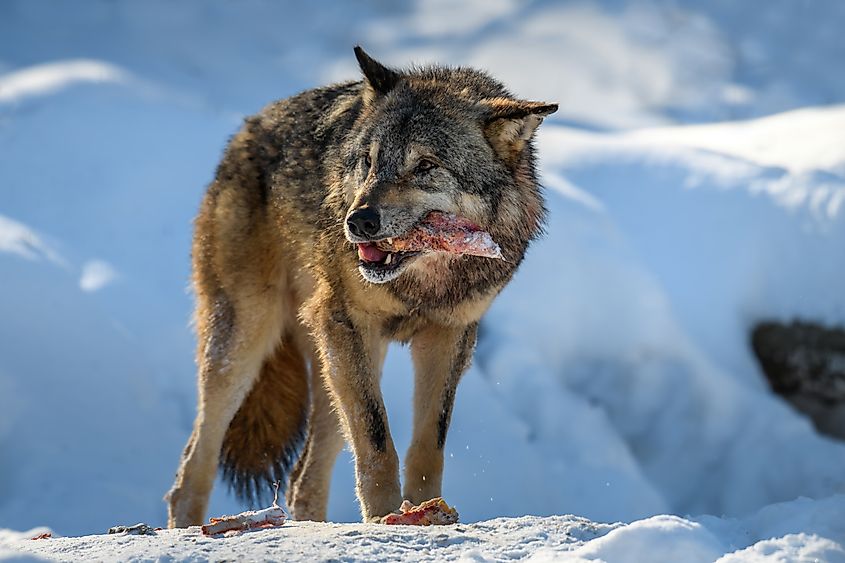 Gray wolf eating meat in winter.