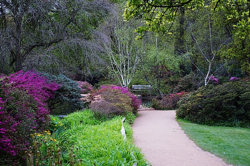 Flowers bloom beside a path running through the Isabella Plantation, Richmond Park, London, UK