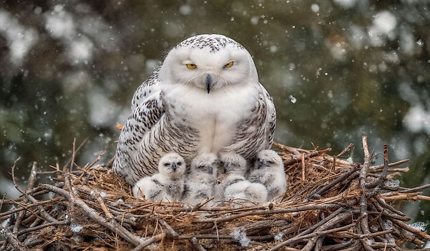 Snowy owl mother sitting in a nest with her chicks during winter snowfall.