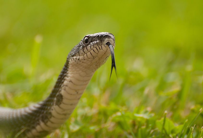 Close-up of a black rat snake sticking out its forked tongue.